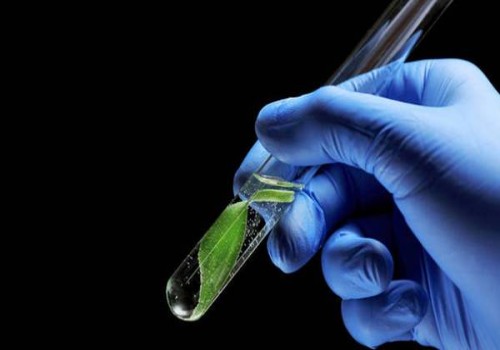 試管嬰兒完成后，準(zhǔn)媽媽該怎么吃？